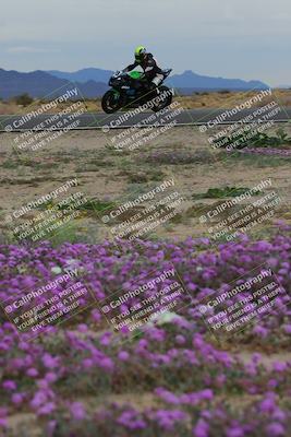 media/Jan-14-2023-SoCal Trackdays (Sat) [[497694156f]]/Turn 14 Exit Bloomig (145pm)/